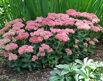 Autum Joy Succulent - Stonecrop Sedum Plant - 1 gallon pot