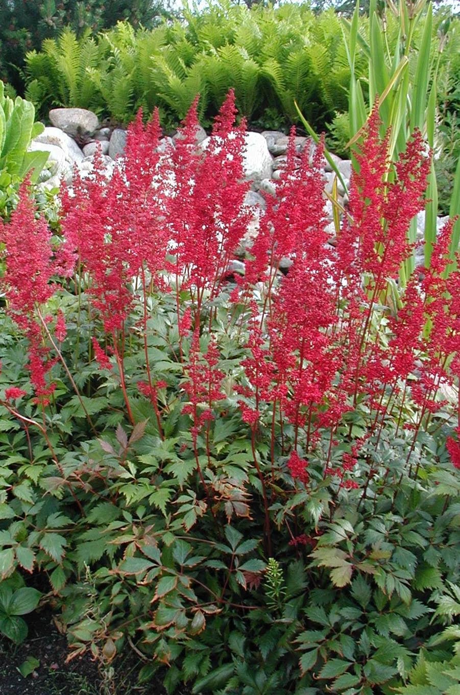 Fanal Astilbe Plant -False Goatbeard - False Spirea - 1 gallon pot