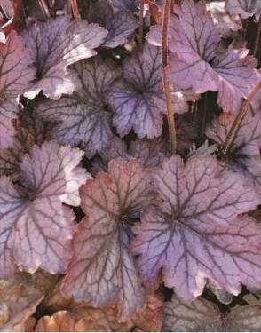 Heuchera Carnival "Rose Granita" Coral Bells, 1 Quart Live Plant
