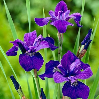 Siberian Iris 'Caesars Brother'/ Gallon Pot Perennial/ Gorgeous Deep Purple Flowers