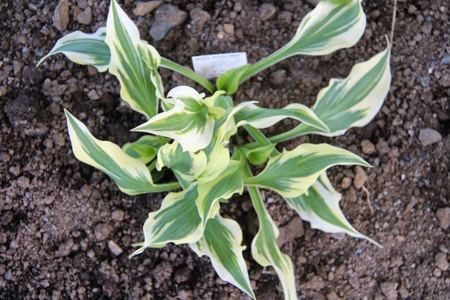 Hosta 'Bright Star', 1 Gallon Pot Live Plant