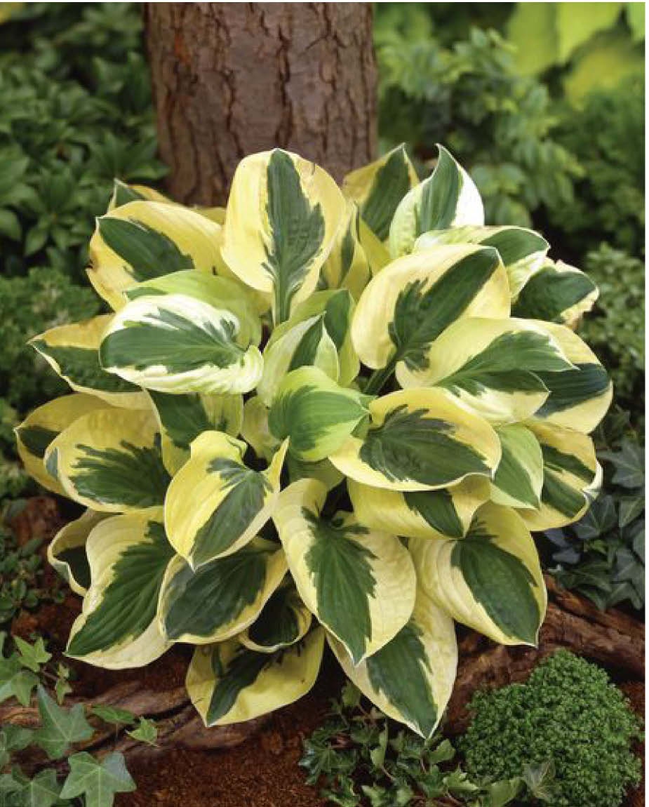 Brim Cup Hosta - Plantain Lily Plant by Proven Winners - 2 Gallon Pot