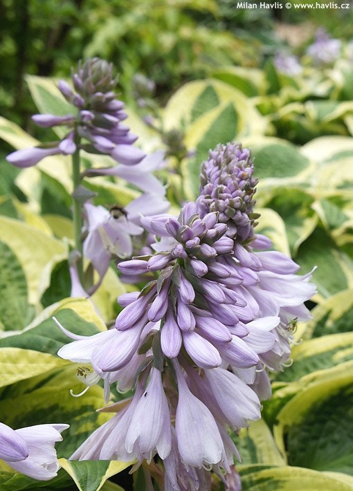 Brim Cup Hosta - Plantain Lily Plant by Proven Winners - 2 Gallon Pot
