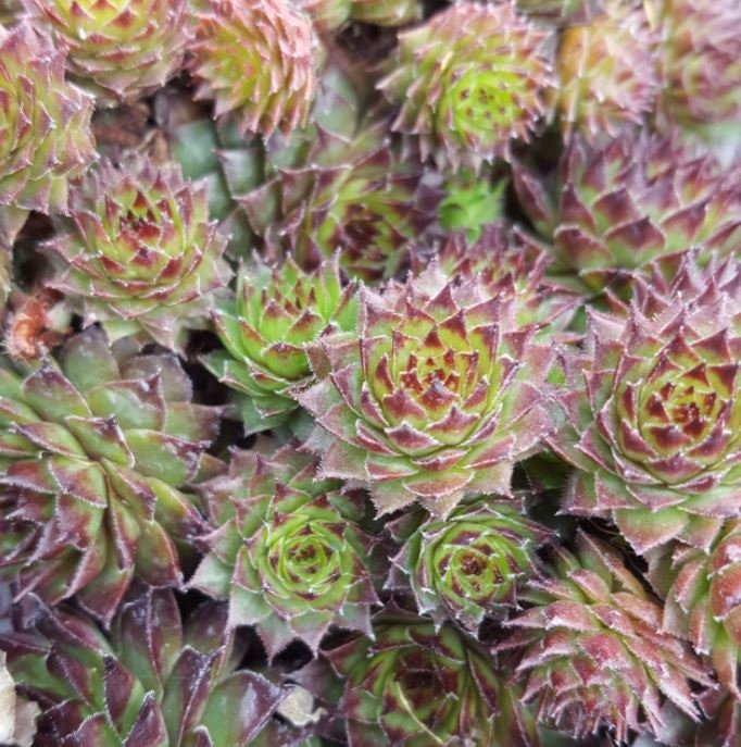 Sempervivum Bronco, 4" Pot, Succulent, Pet Safe, Easy to Propagate, Frost Hardy, Gorgeous Rosettes, Many Color Changes