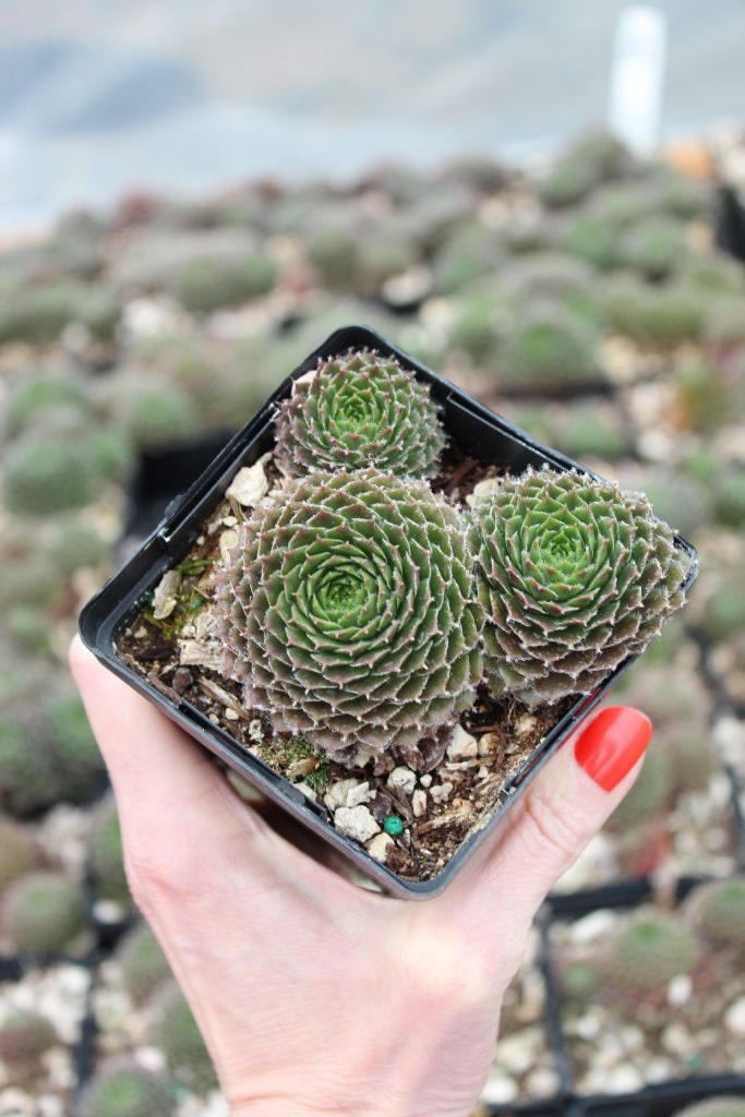 Pilioseum Succulent Plant - 4" Pot