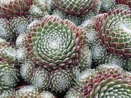 Sempervivum 'Koko Flanel' Hens & Chicks, 4" Pot Live Plant