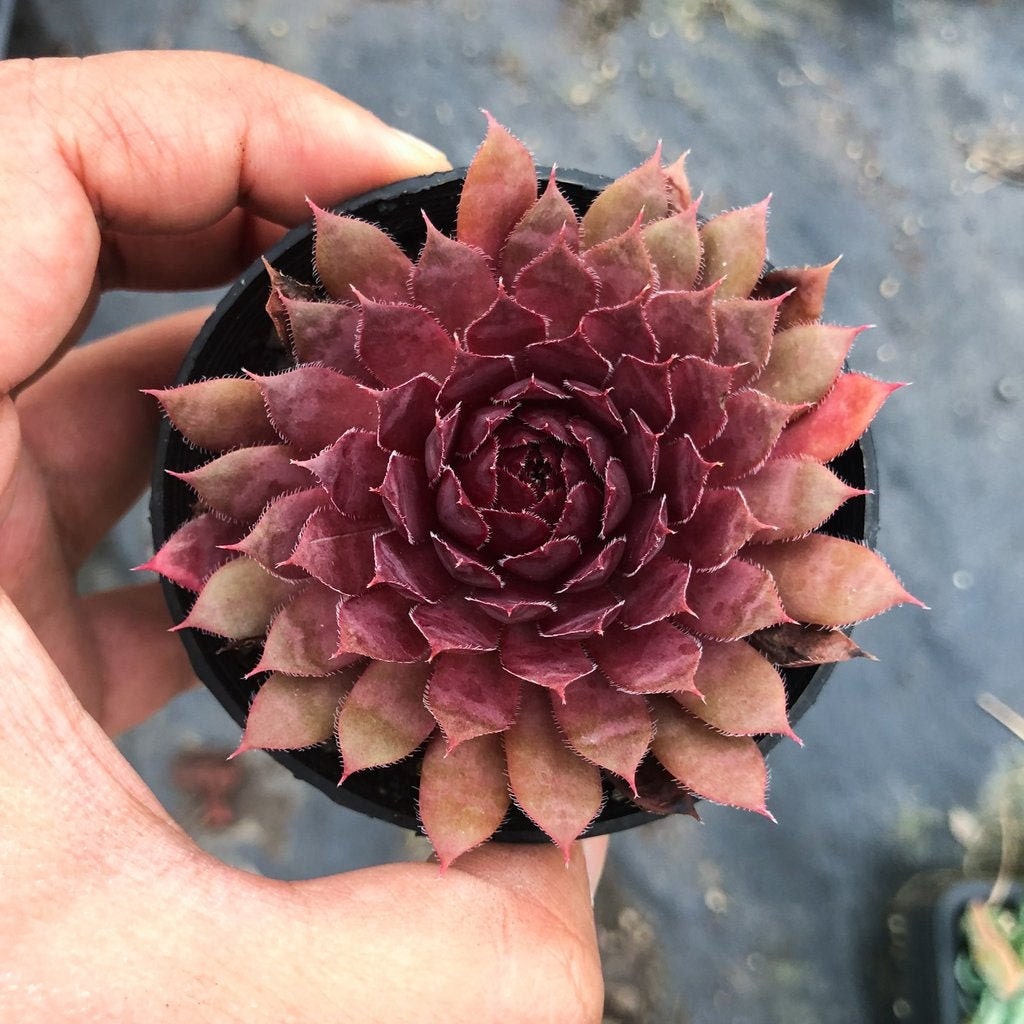 Royal Ruby Succulent - Hen and Chicks Sempervivum Plant - 4 inch pot