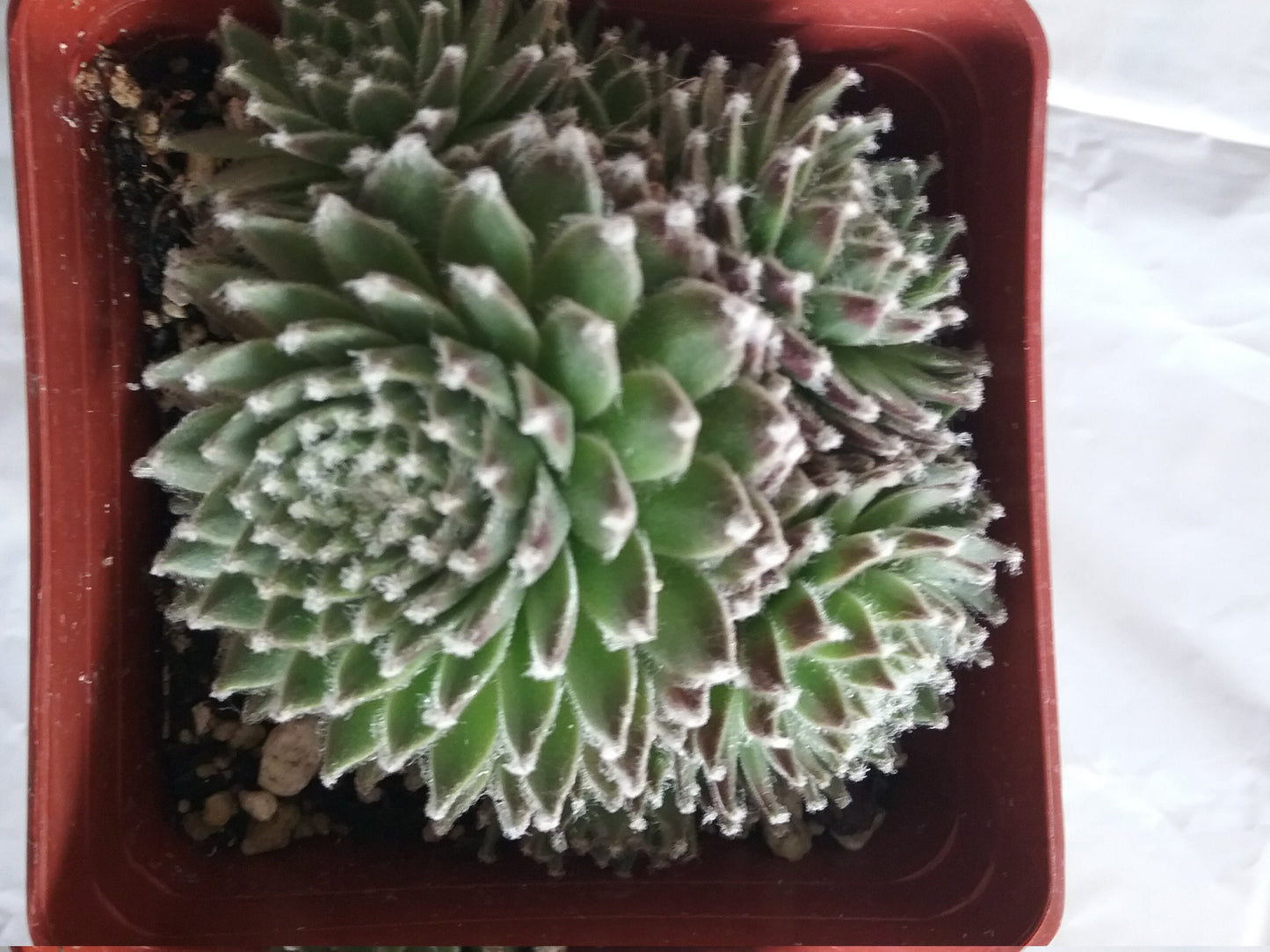 Koko Flanel Live Succulent Sempervivum Hens and Chicks Easy Plant, Pink Flowers, Grown in 3" Pot
