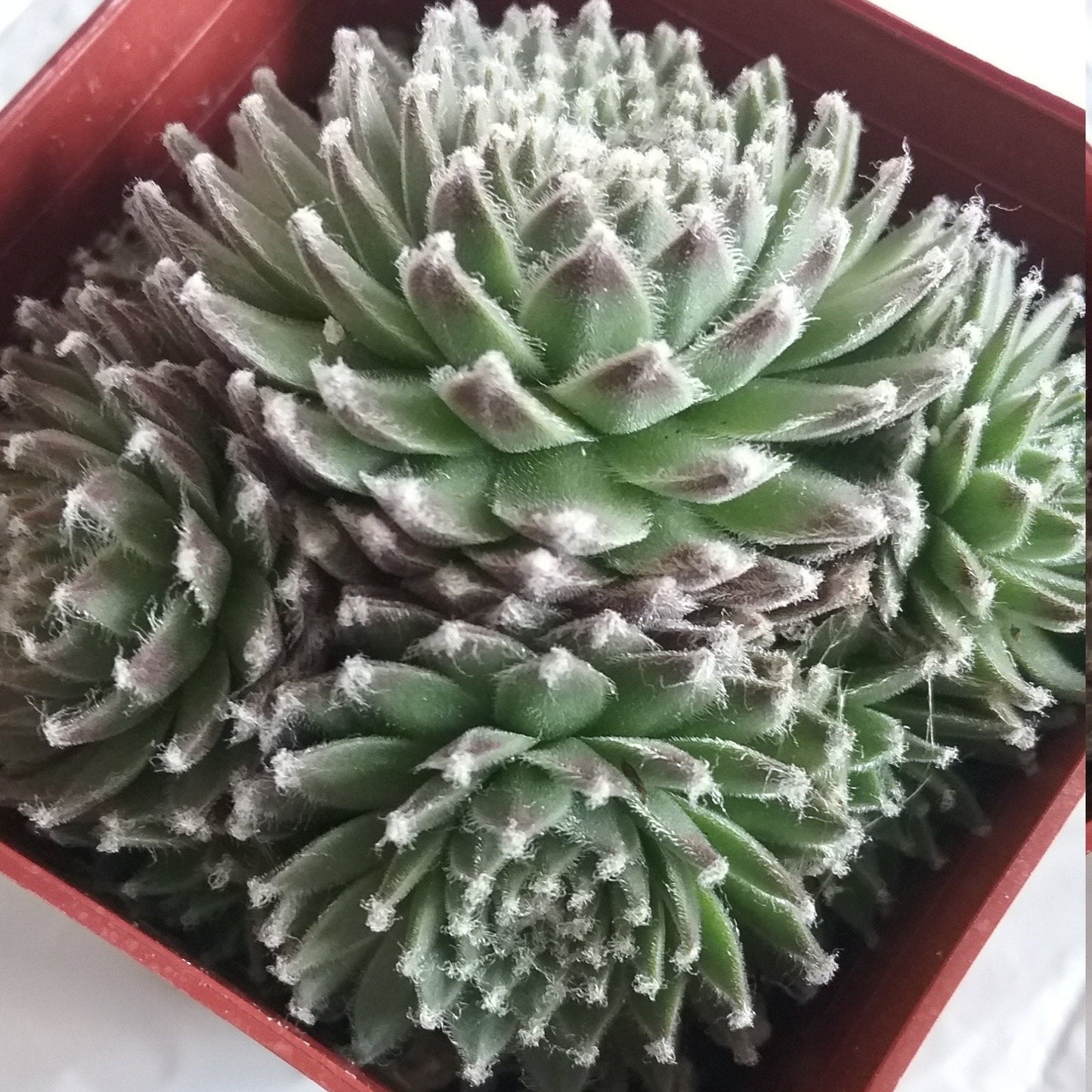 Koko Flanel Live Succulent Sempervivum Hens and Chicks Easy Plant, Pink Flowers, Grown in 3" Pot