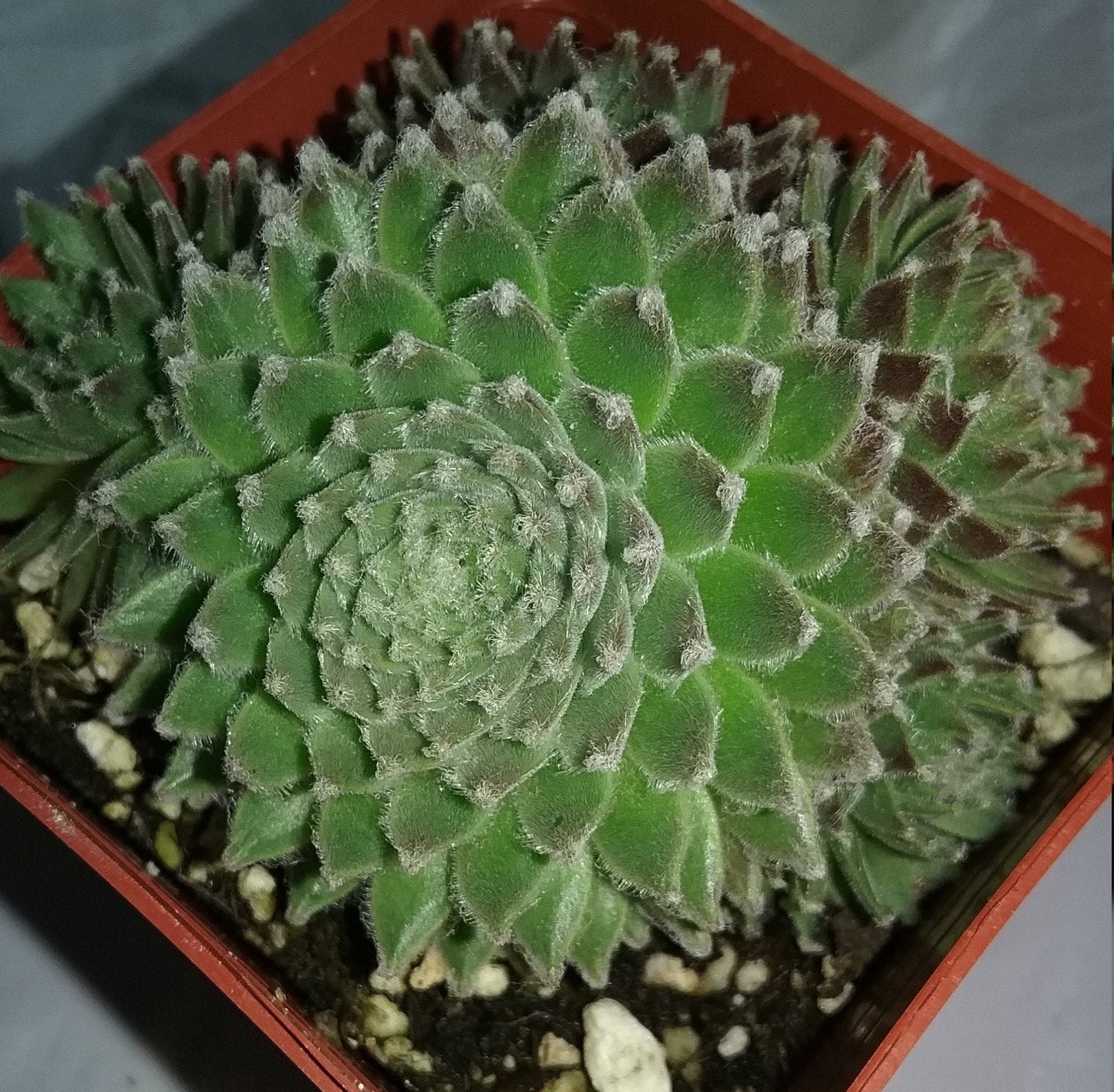 Koko Flanel Live Succulent Sempervivum Hens and Chicks Easy Plant, Pink Flowers, Grown in 3" Pot