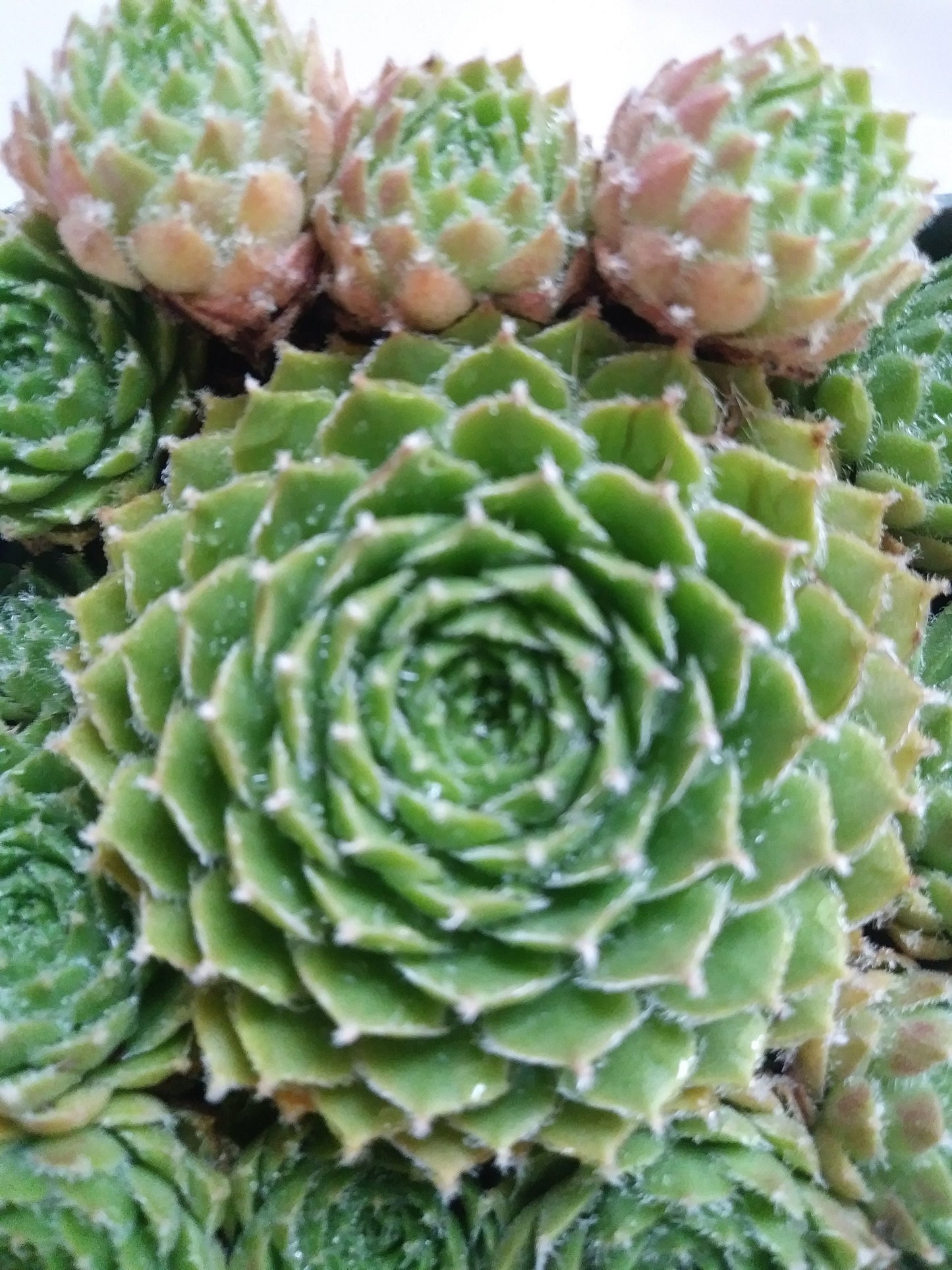 Piloseum Succulent -Unique Hens and Chick Sempervivum Plant - 4 inch pot