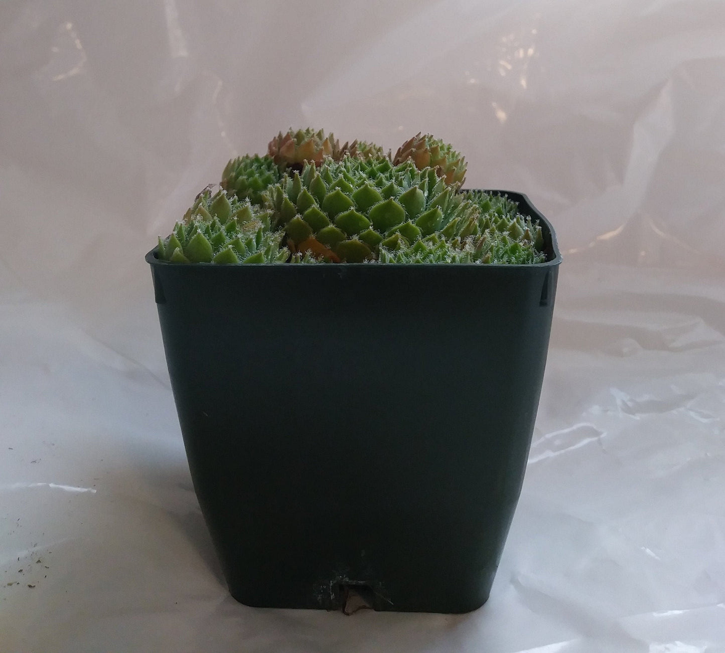 Piloseum Succulent -Unique Hens and Chick Sempervivum Plant - 4 inch pot