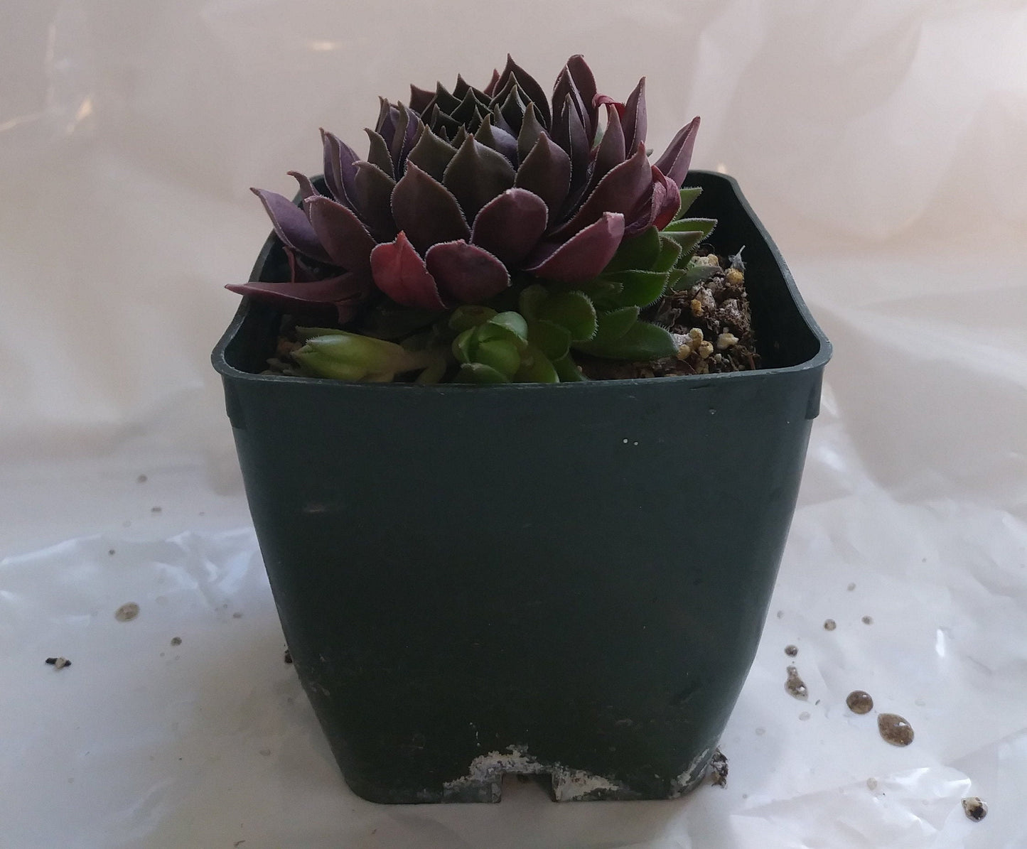Pacific Shadows Succulent - Hens and Chicks Sempervivum Plant - 4 inch pot