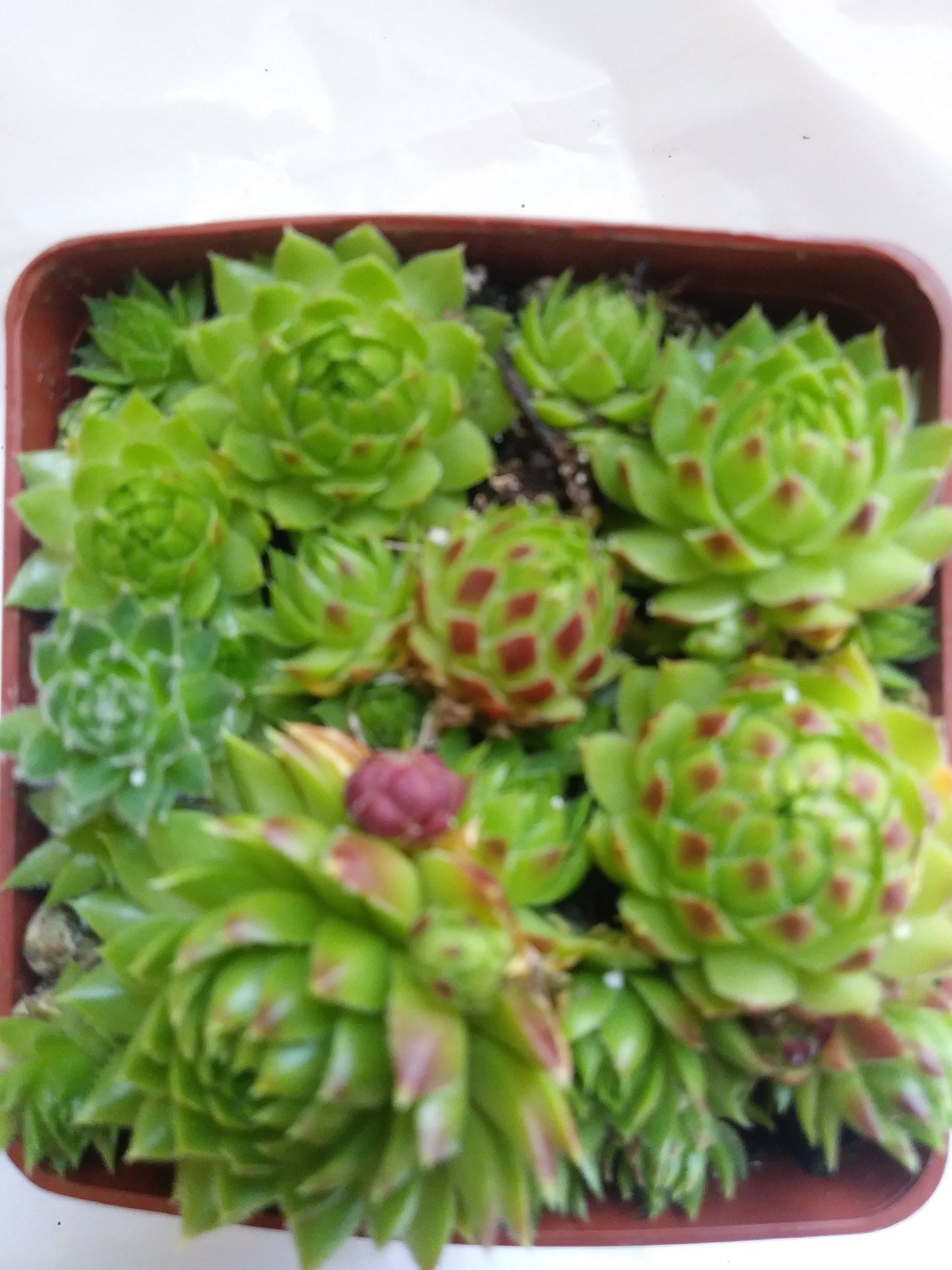 High Tatra Succulent - Hens and Chicks Jovibarba Roller Plant - 4 inch pot