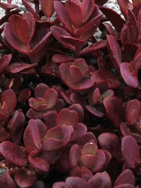 Cherry Tart Succulent - Stonecrop Succulent Plant by Suncatcher™ - 4 inch pot