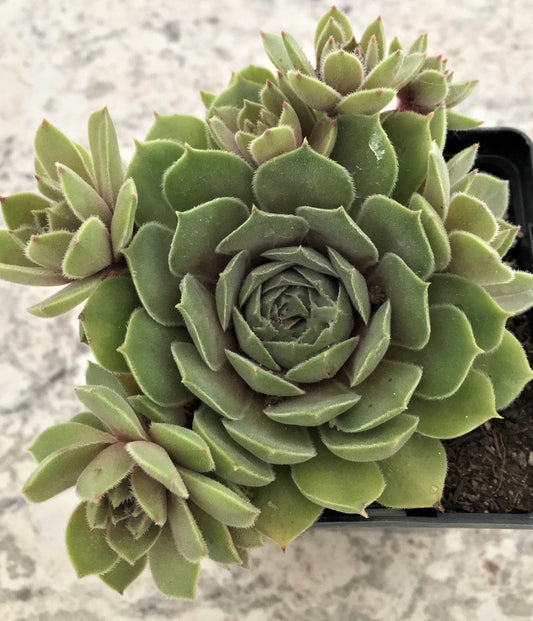 Live Sempervivum Thunder Plant Live Succulent Hens and Chicks Low Water Live Plants Outdoor Plants Indoor Plants Rock Gardens 3.5" Pot