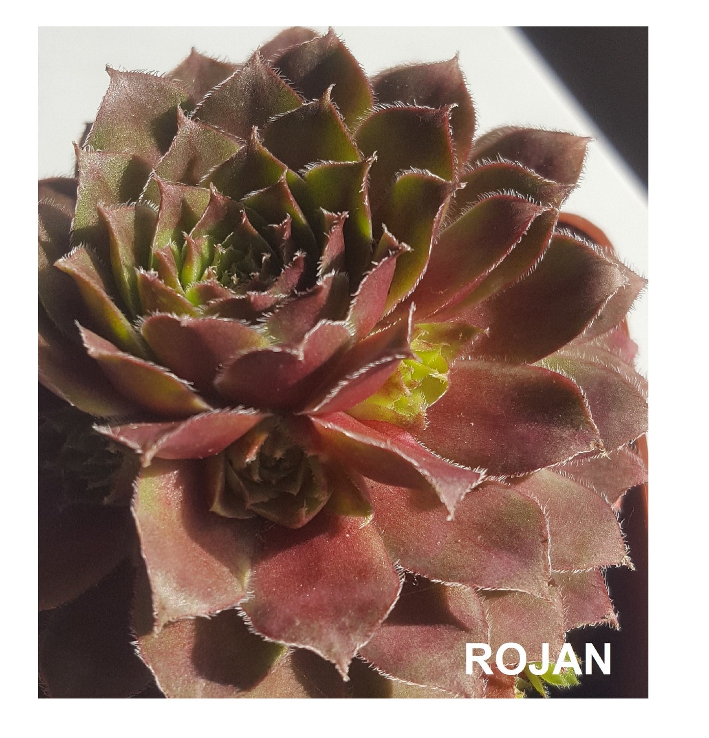 Rojan Sempervivum Live Succulent Hens and Chicks Rojan Perennial Red Sempervivum Red Succulent Indoor Plant Outdoor Plant
