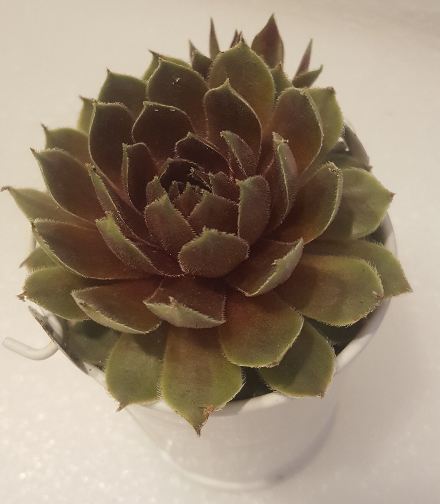 Wedding Favors Live Succulents Party Favor Succulent Weddings White Pails for Wedding and Bridal Shower Decor 3" tall each