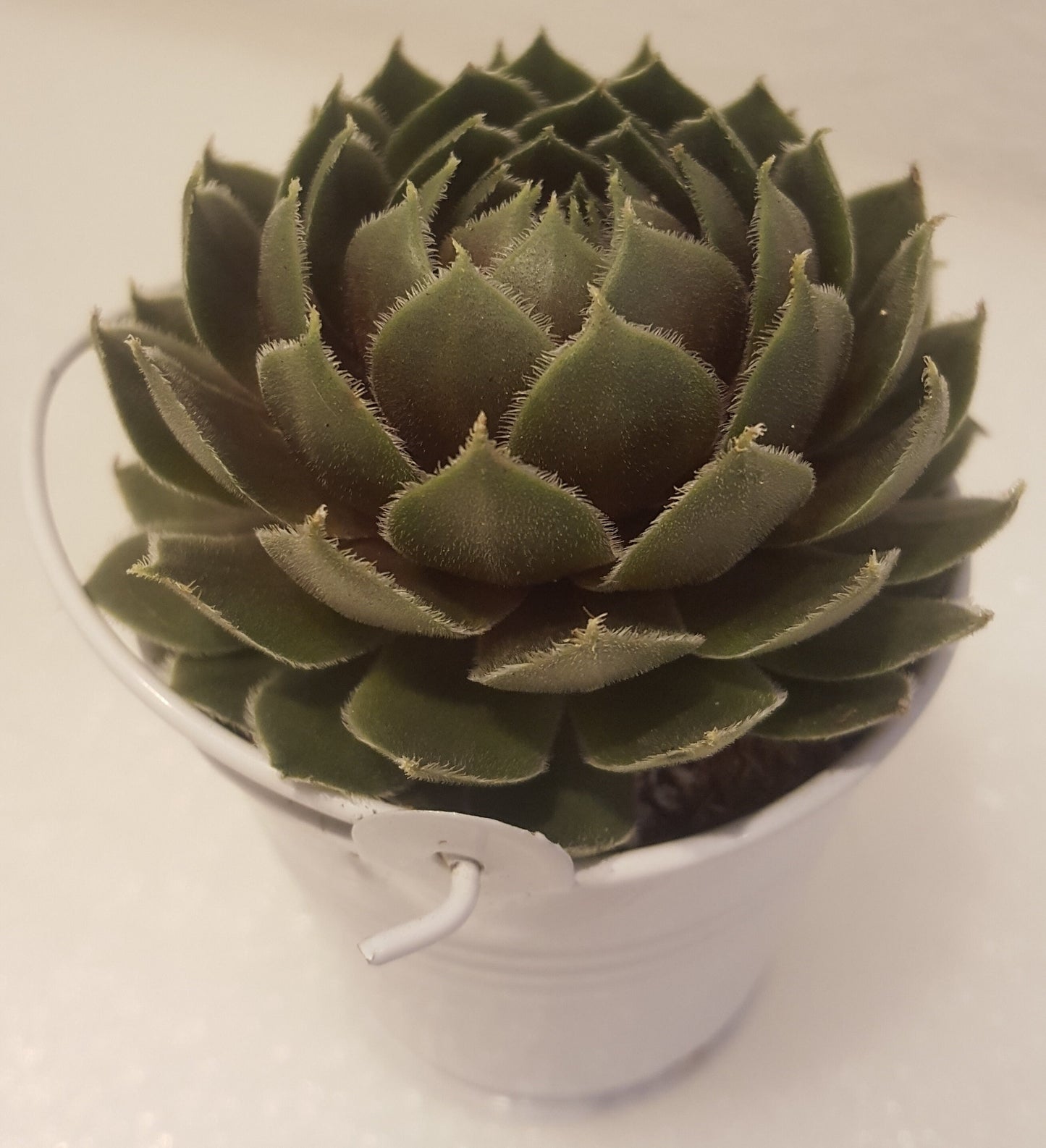 Wedding Favors Live Succulents Party Favor Succulent Weddings White Pails for Wedding and Bridal Shower Decor 3" tall each
