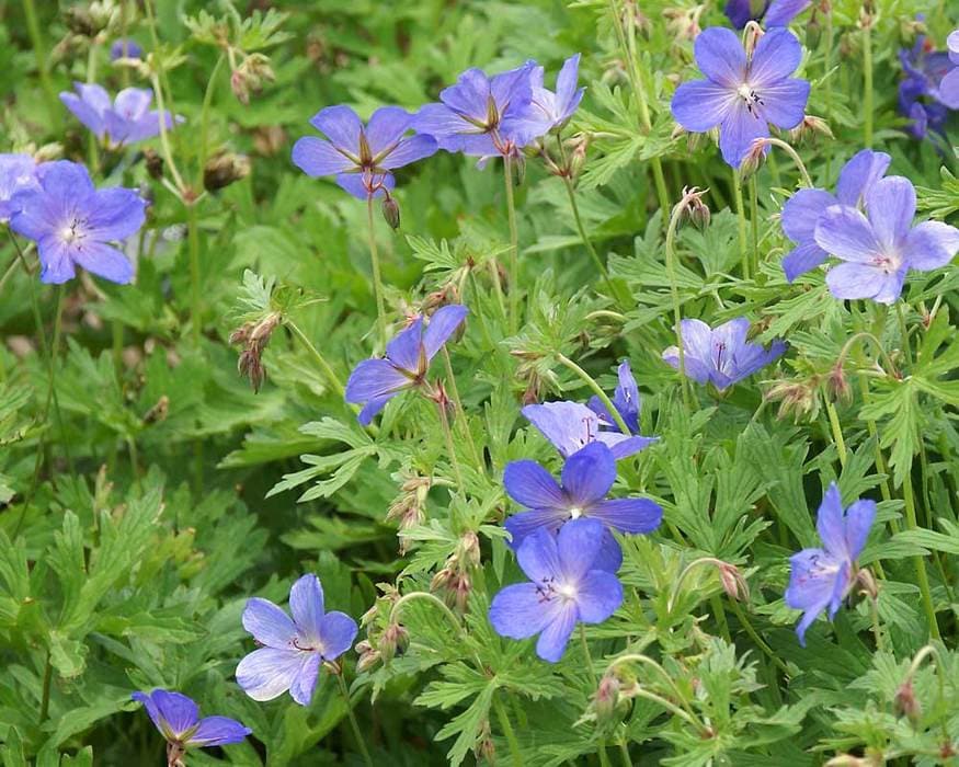 Johnson's Blue Cranesbill Geranium Plant - 1 gallon pot