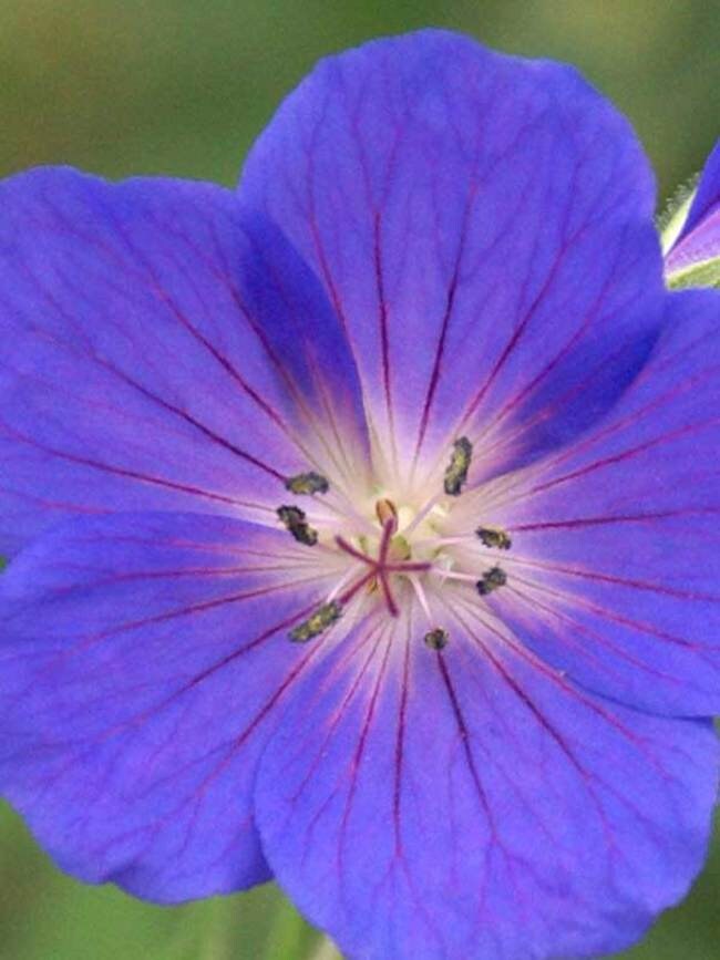 Johnson's Blue Cranesbill Geranium Plant - 1 gallon pot