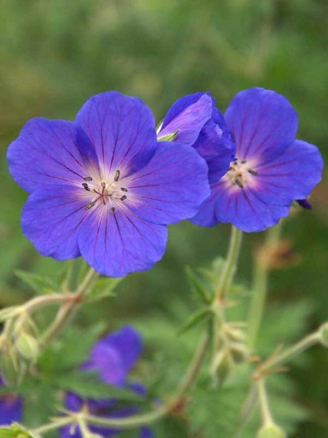 Johnson's Blue Cranesbill Geranium Plant - 1 gallon pot