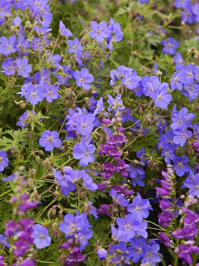 Johnson's Blue Cranesbill Geranium Plant - 1 gallon pot