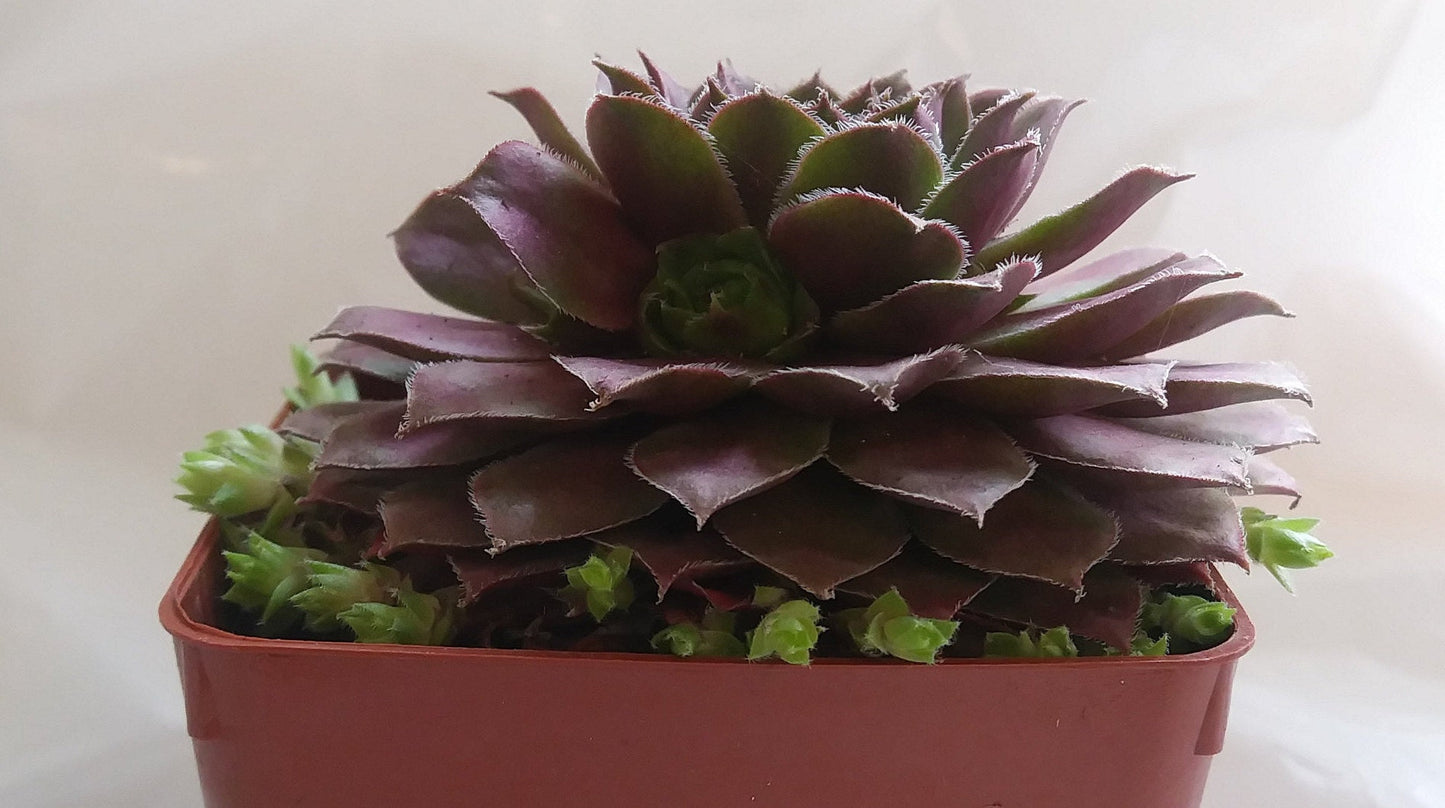 Rojan Sempervivum Live Succulent Hens and Chicks Rojan Perennial Red Sempervivum Red Succulent Indoor Plant Outdoor Plant
