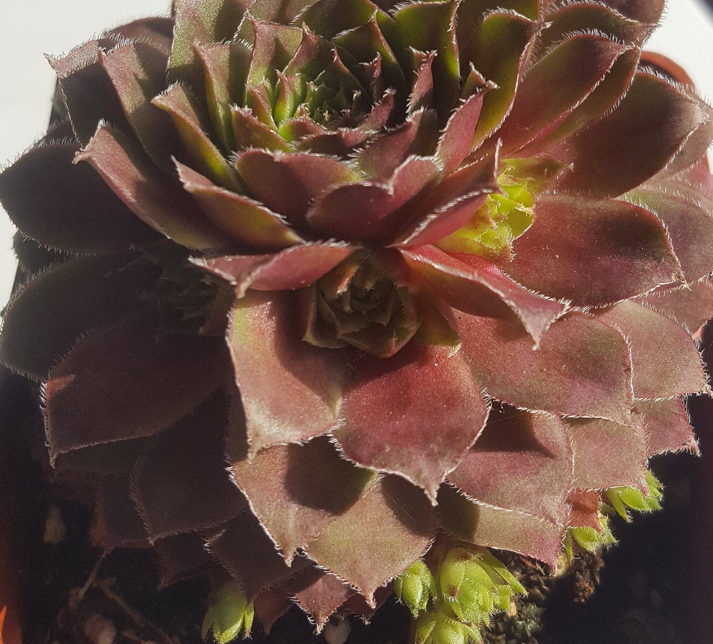 Rojan Sempervivum Live Succulent Hens and Chicks Rojan Perennial Red Sempervivum Red Succulent Indoor Plant Outdoor Plant