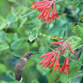 Major Wheeler Honeysuckle - Climbing Vine Lonicera Sempervirens Plant - 1 gallon pot