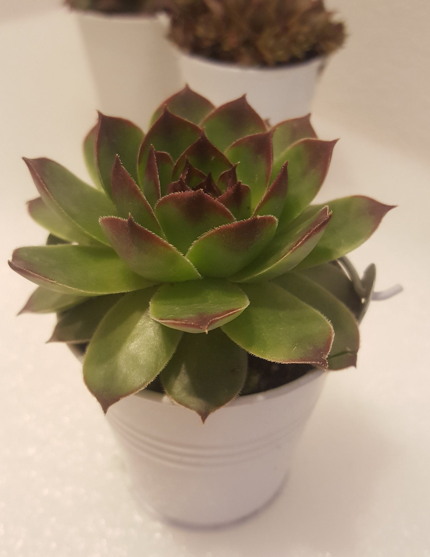 Wedding Favors Live Succulents Party Favor Succulent Weddings White Pails for Wedding and Bridal Shower Decor 3" tall each