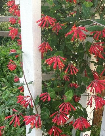 Major Wheeler Honeysuckle - Climbing Vine Lonicera Sempervirens Plant - 1 gallon pot