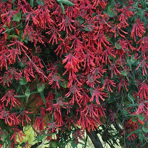 Major Wheeler Honeysuckle - Climbing Vine Lonicera Sempervirens Plant - 1 gallon pot