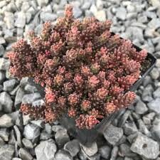 Black Pearl Stonecrop Sedum Succulent Plant - 4 inch pot