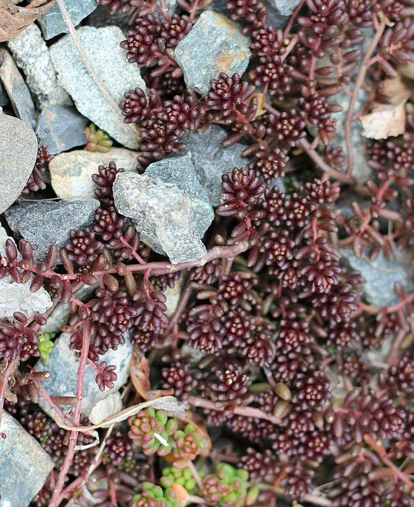 Black Pearl Stonecrop Sedum Succulent Plant - 4 inch pot