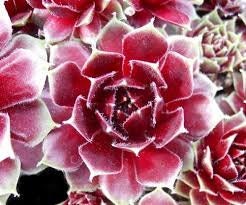 Red Delta Succulent - Hens and Chicks Sempervivum  Plant - 4 inch pot