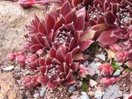 Red Delta Succulent - Hens and Chicks Sempervivum Plant - 4 inch pot