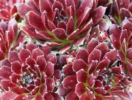 Sempervivum 'Jubilee' Monocarpic Succulent Winter Dormant Grows Quickly Rosettes Sun Lover Unsuitable Indoors Good for Containers 4inch Pot