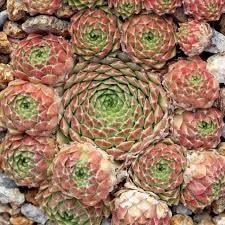 Red Nails Webbed Succulent - Hens and Chicks Sempervivum Plant - 4 inch pot