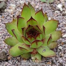 Sempervivum 'Carmen' Hens Chicks Succulent, 4" Pot Live Plant