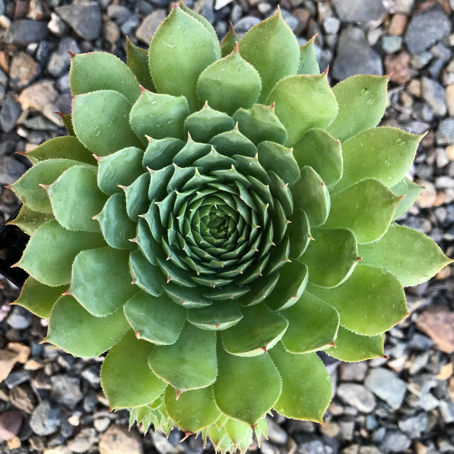 Sempervivum 'Carmen' Hens Chicks Succulent, 4" Pot Live Plant