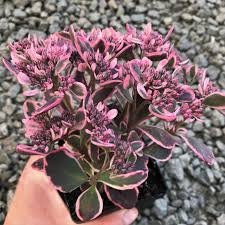 Dream Dazzler Succulent - Stonecrop Sedum Plant by Sunsparkler® - 4 inch pot