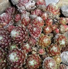 Sempervivum 'Arachnoideum Minor 'Live Succulent Houseleek Spiderweb Hens and Chicks Pink Blooms Cobweb 4 inch Pot Groundcover Deer Resistant