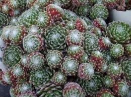 Sempervivum 'Arachnoideum Minor 'Live Succulent Houseleek Spiderweb Hens and Chicks Pink Blooms Cobweb 4 inch Pot Groundcover Deer Resistant