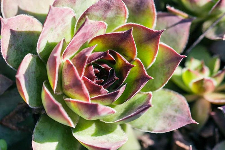 Sempervivum 'Carmen' Hens Chicks Succulent, 4" Pot Live Plant