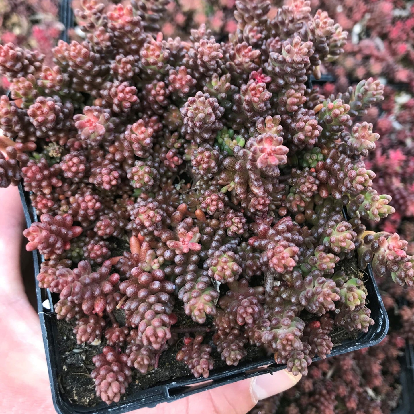 Black Pearl Stonecrop Sedum Succulent Plant - 4 inch pot