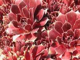 Red Delta Succulent - Hens and Chicks Sempervivum Plant - 4 inch pot