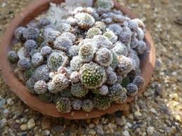 Sempervivum 'Arachnoideum Minor 'Live Succulent Houseleek Spiderweb Hens and Chicks Pink Blooms Cobweb 4 inch Pot Groundcover Deer Resistant