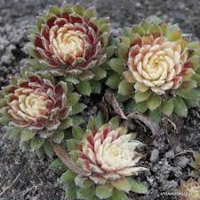 Sempervivum 'Jubilee' Monocarpic Succulent Winter Dormant Grows Quickly Rosettes Sun Lover Unsuitable Indoors Good for Containers 4inch Pot