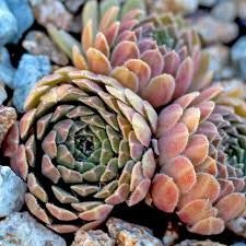 Red Nails Webbed Succulent - Hens and Chicks Sempervivum Plant - 4 inch pot